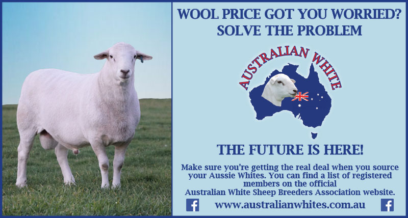AWSBA-T34-Aug-2020 Wool price got you worried? Solve the Problem. Australian Whites