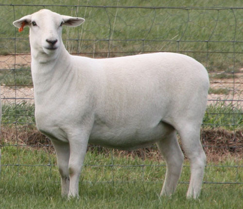 Australian Whites Ewe Standards