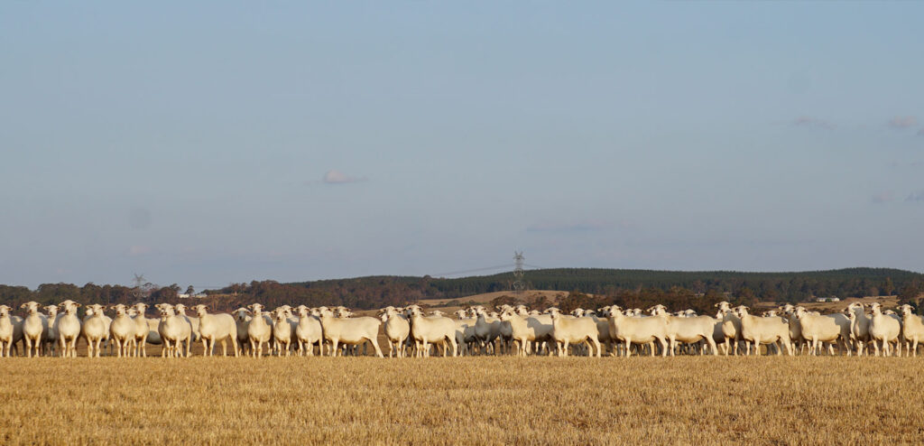 Australian White Sheep