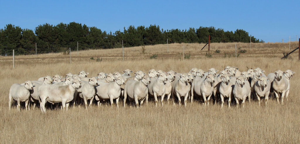 Australian White Sheep