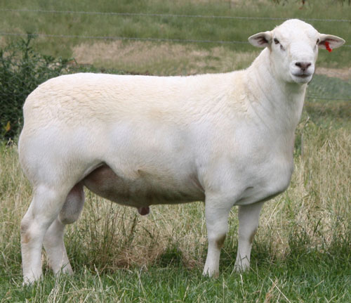 Australian Whites Ram Standards