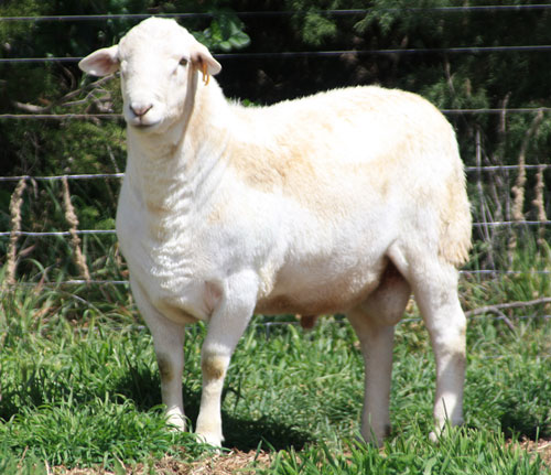 Australian White Wool Shedders