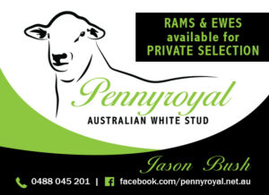 pennyroyal Mark your calendars for a milestone event - Pennyroyal's 3rd Annual Stud Sale - a celebration of excellence and growth. 10th February 2026