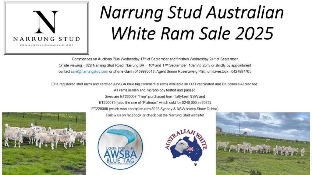 Narrung Stud Australian White Ram Sale 2025 Narrung Stud Australian White Ram Sale 2025