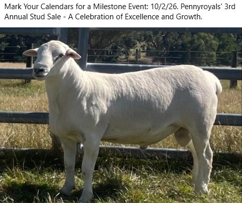 Pennyroyal Pennyroyal