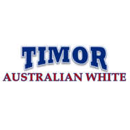 Timor Australian Whites 